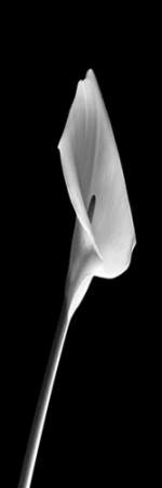 Calla Lilies on Black I Canvas Art - Robert Jones (8 x 24)