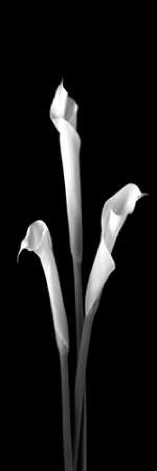 Calla Lilies on Black II Canvas Art - Robert Jones (12 x 36)