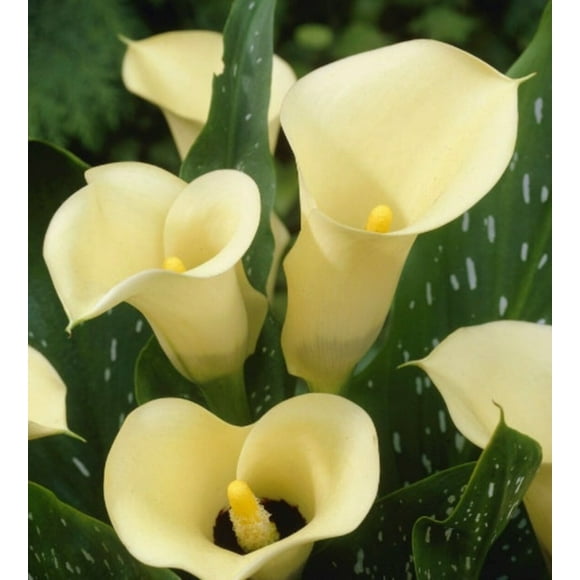 Calla Lily "Black Eyed Beauty" (3 bulbs) - Flourishing Venture