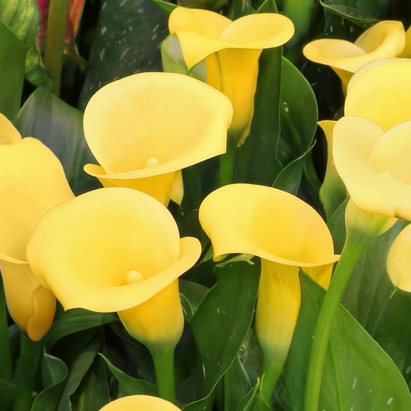 Calla Lily Buffalo Bulb (3-Pack)