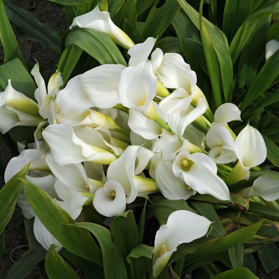 Calla Lily Bulbs, Calla Lily Bulbs For Planting, The Flowers Are Large Calla Lily Plants,Bulb Flowers, Calla Lily Plant,Calla Lily Bulbs, Suitable For Flower Arrangements, Easy To Care For,