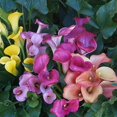 Calla Lily Bulbs Bulk For Sale,Calla Lily Plants,Calla Lilies Bulbs For