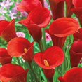 Calla Lily Bulbs Bulk For Sale,Calla Lily Plants,Calla Lilies Bulbs For