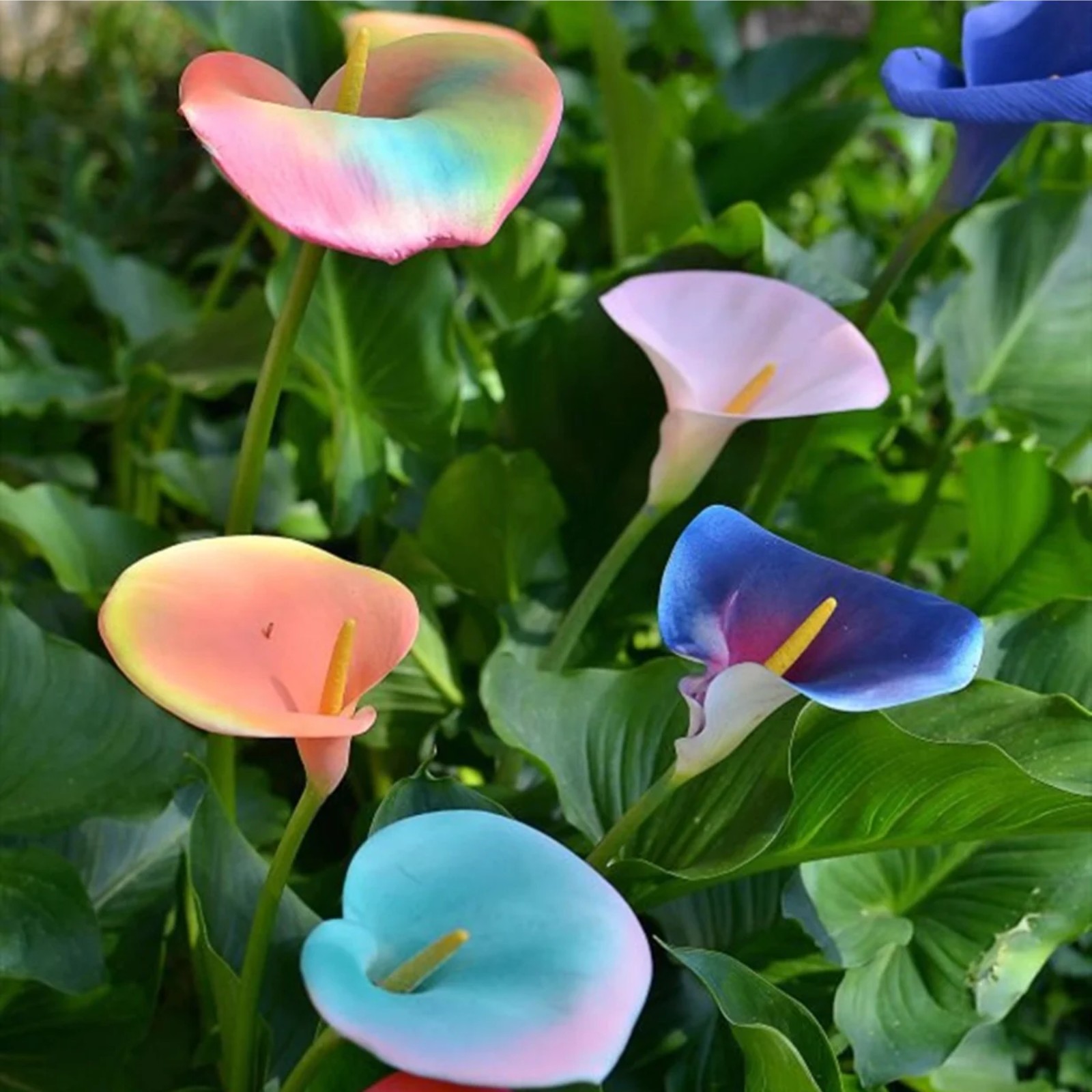 Calla Lily Bulbs Bulk For Sale,Calla Lily Plants,Calla Lilies Bulbs For