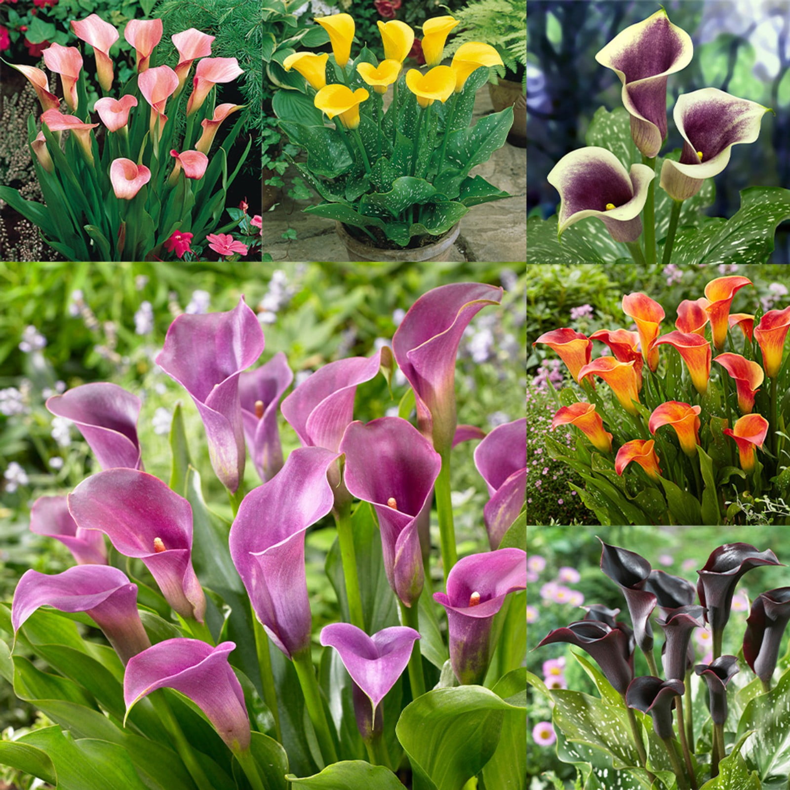 Calla Lily Bulbs Bulk For Sale,Calla Lily Plants,Calla Lilies Bulbs For