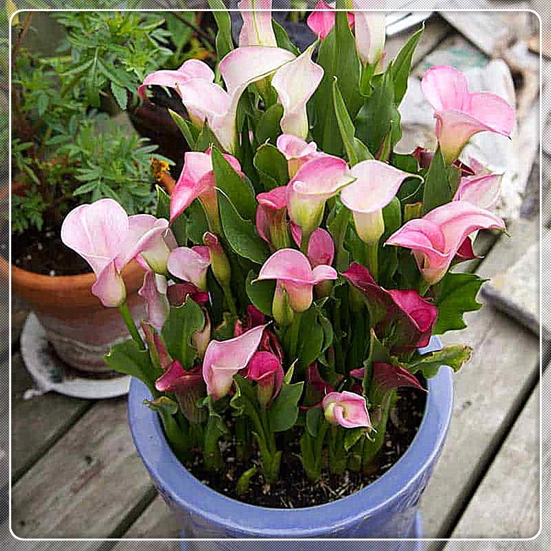 Calla Lily Bulbs, Calla Lily Bulbs Giant,Bulb Flowers,Calla Lily Plant ...