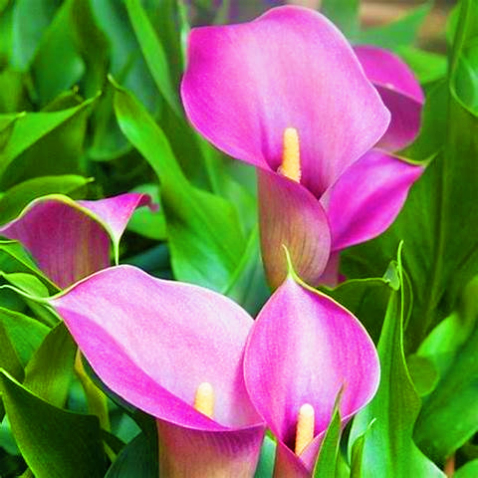 Calla Lily Bulbs For Sale Calla Lilies Bulbs Calla Lily Bulbs Calla