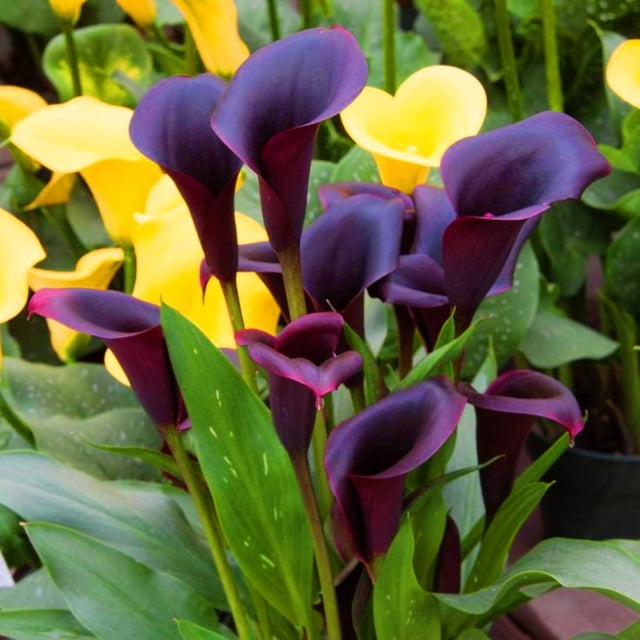 Calla Lily Bulbs For Sale Calla Lilies Bulbs Calla Lily Bulbs Calla