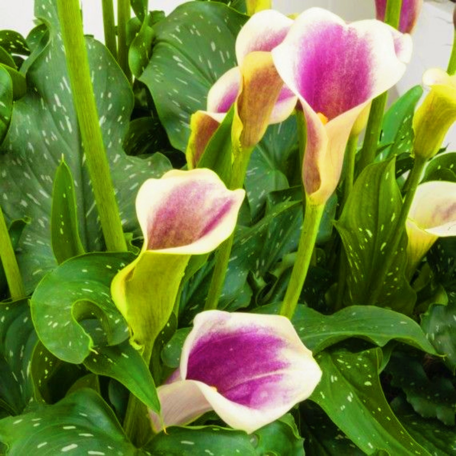 Calla Lily Bulbs For Sale Calla Lilies Bulbs Calla Lily Bulbs Calla