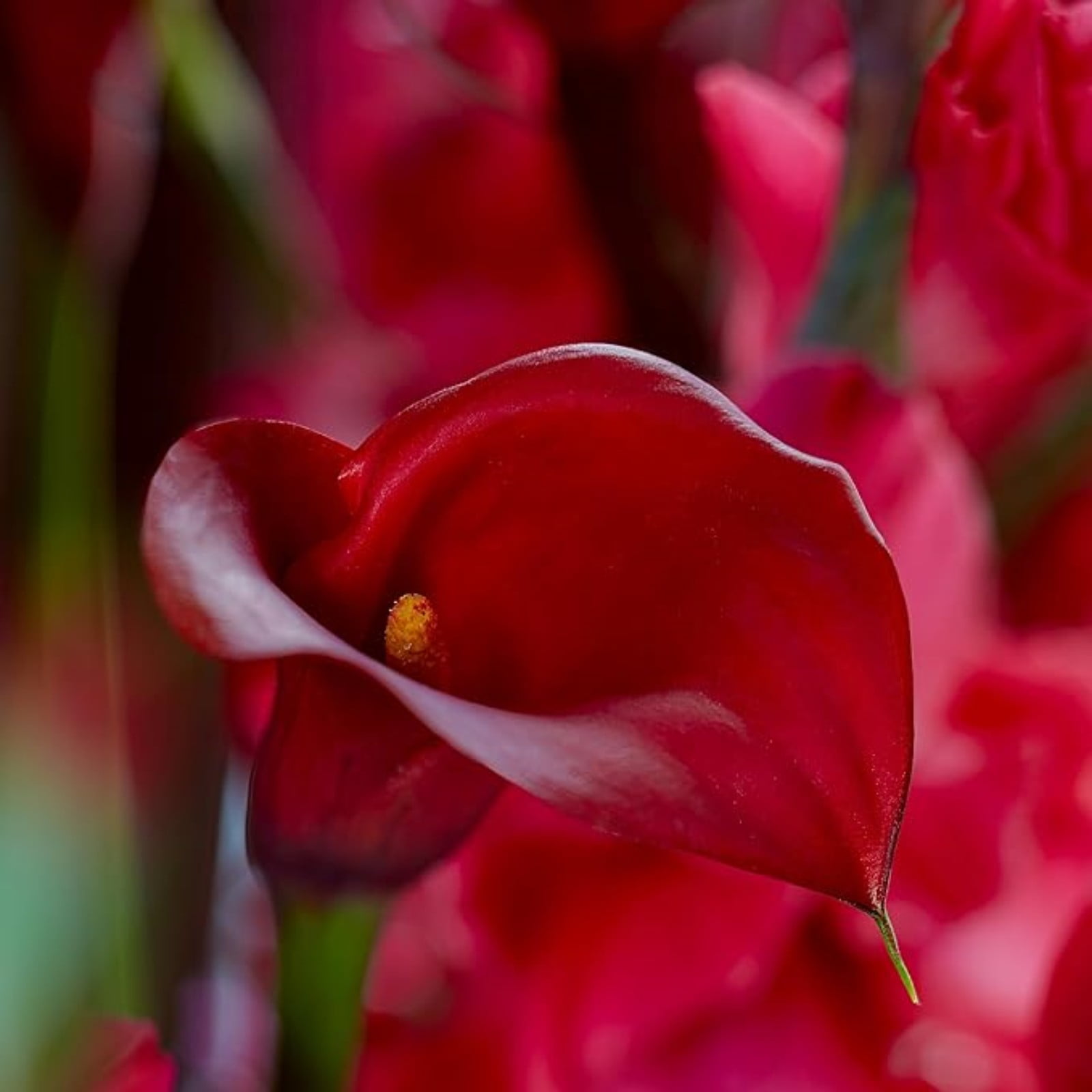 Calla Lily Bulbs For Sale,Iridescent,Calla Lily Plants,Professional Planting,Calla Lilies Bulbs