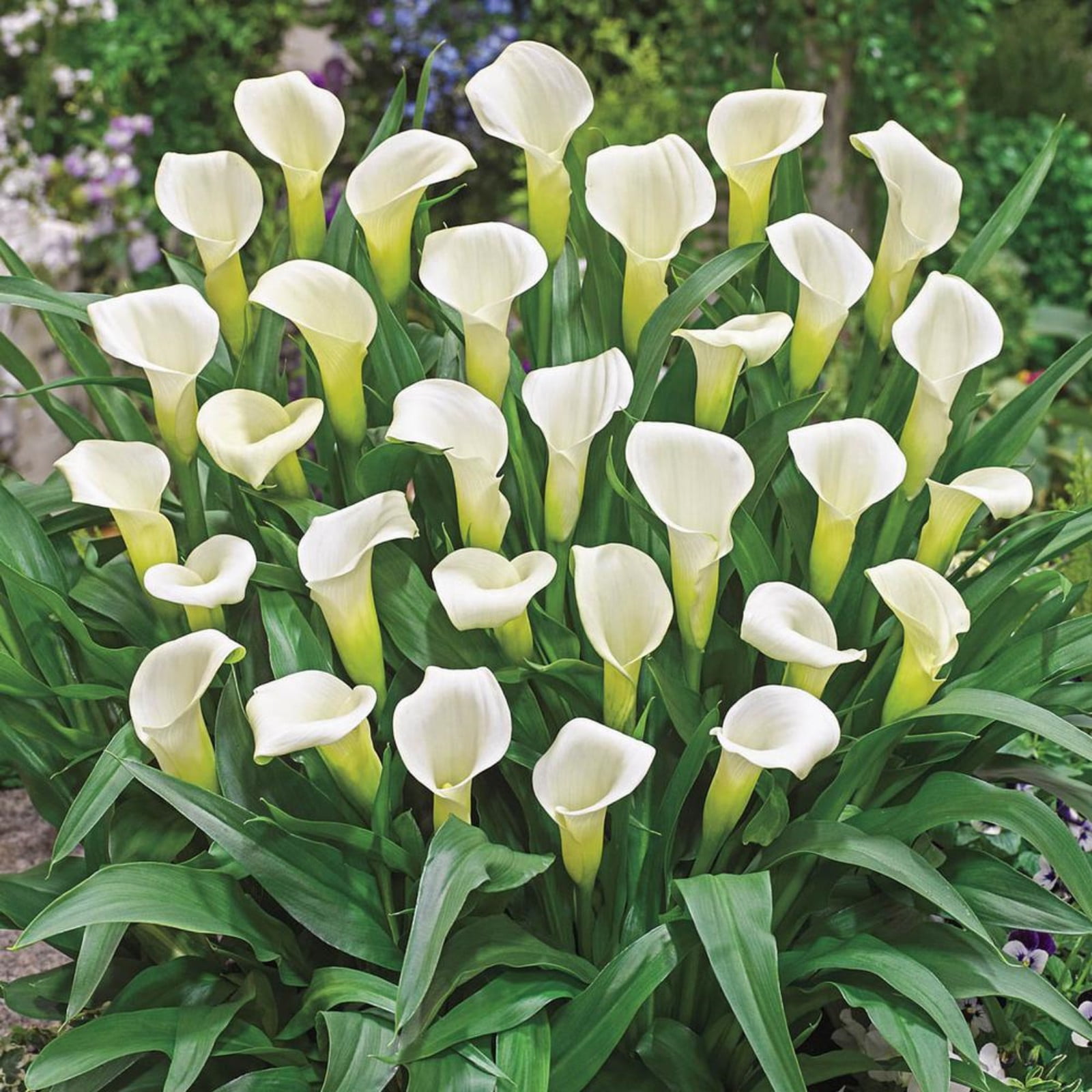 Calla Lily Bulbs Calla Lilies Are Perennials Calla Lilies Attract Bees And Butterflies Calla