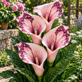 thumbnail image 1 of Calla Lily Bulbs,Low Maintenance - Easy Grow - Ideal For Beds Borders, Plant Pots & Planters, 1 of 5