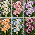 thumbnail image 1 of Calla Lily Bulbs,Low Maintenance - Easy Grow - Ideal For Beds Borders, Plant Pots & Planters, 1 of 5