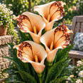 thumbnail image 1 of Calla Lily Bulbs,Low Maintenance - Easy Grow - Ideal For Beds Borders, Plant Pots & Planters, 1 of 5