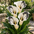 thumbnail image 1 of Calla Lily Bulbs,Low Maintenance - Easy Grow - Ideal For Beds Borders, Plant Pots & Planters, 1 of 5