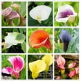 thumbnail image 1 of Calla Lily Bulbs Mixed, Garden Favorite, 1 of 3