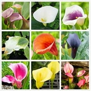 Calla Lily Bulbs Mixed, Garden Favorite