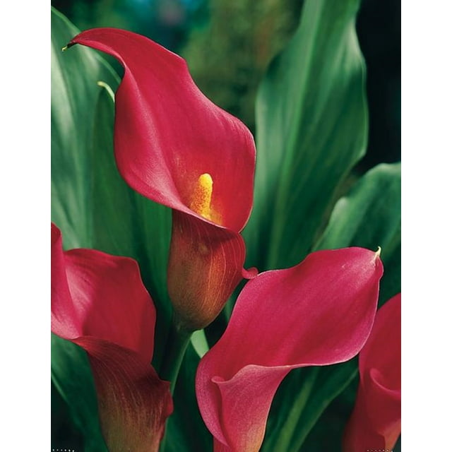 Calla Lily Bulbs, Perennials, Flower Bulbs， Calla Lilies,Potted Plants