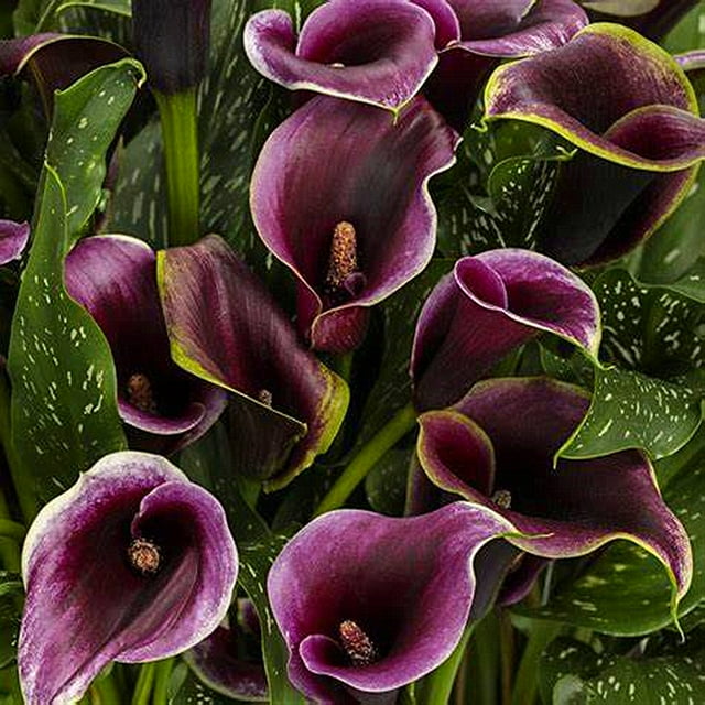 Calla Lily Bulbs, Perennials, Flower Bulbs，Calla Lily Plants,Calla Lily