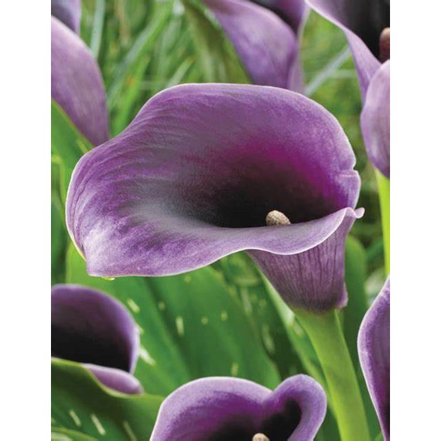 Calla Lily Bulbs, Perennials, Flower Bulbs，Calla Lily Plants,Calla Lily