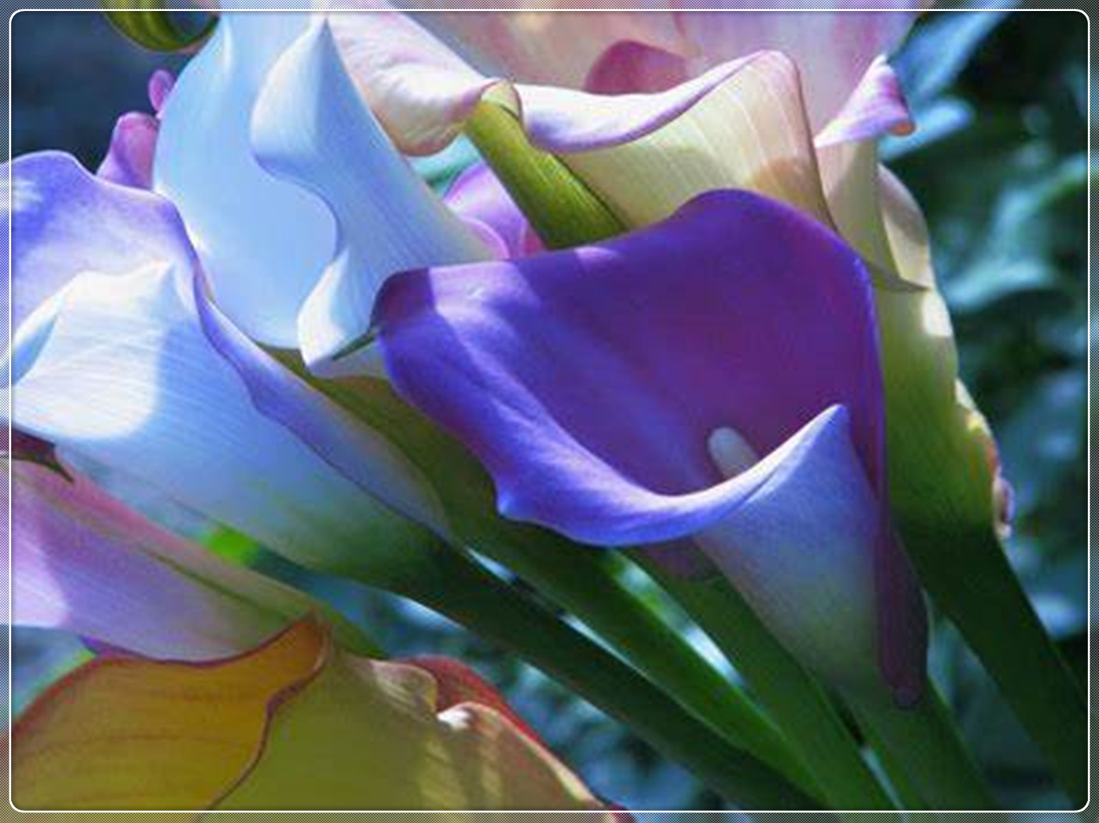 Calla Lily Bulbs, Perennials, Flower Bulbs，Calla Lily Plants，Calla Lily Plant Perinial,Calla