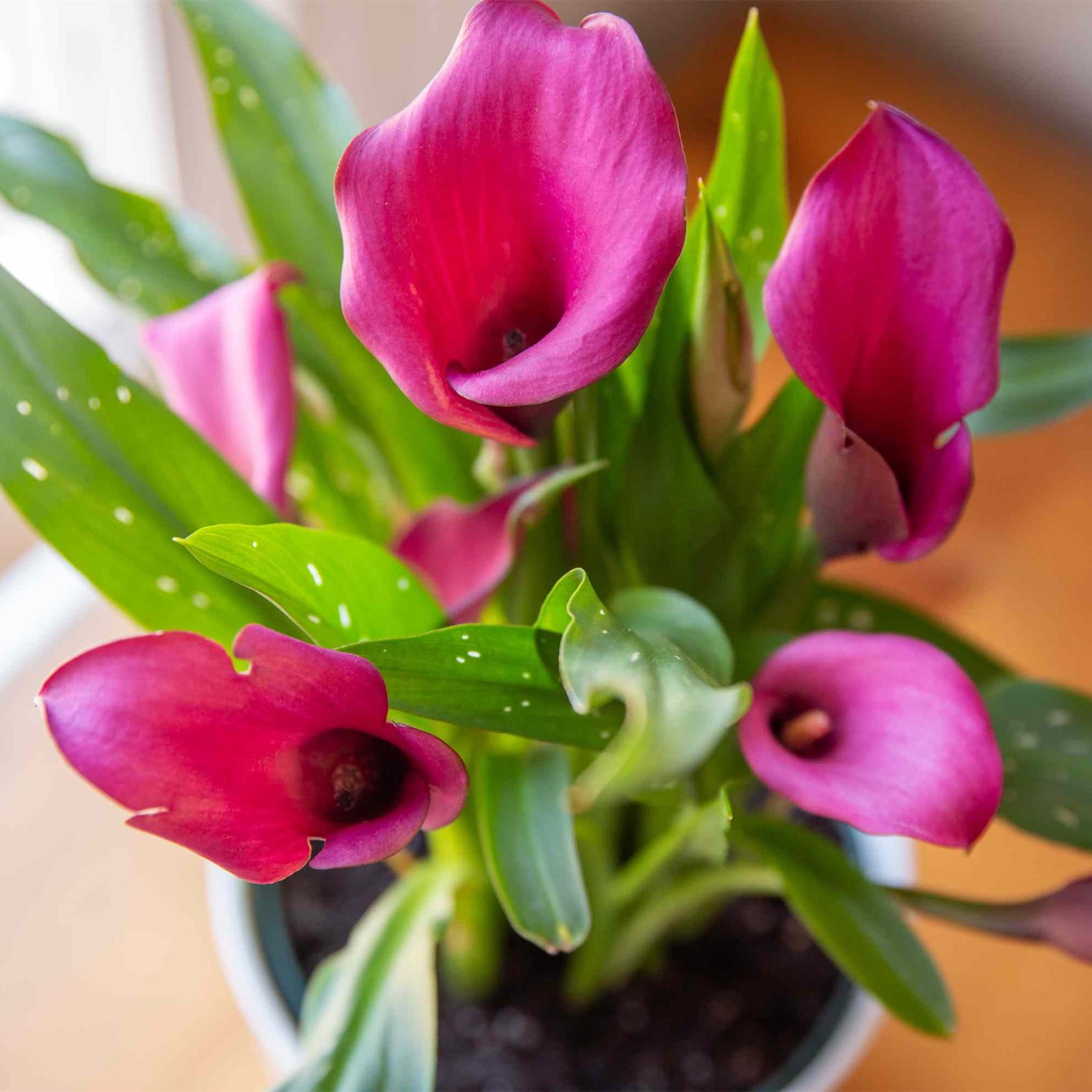 Calla Lily Bulbs, Perennials, Flower Bulbs， Outdoor,Interior