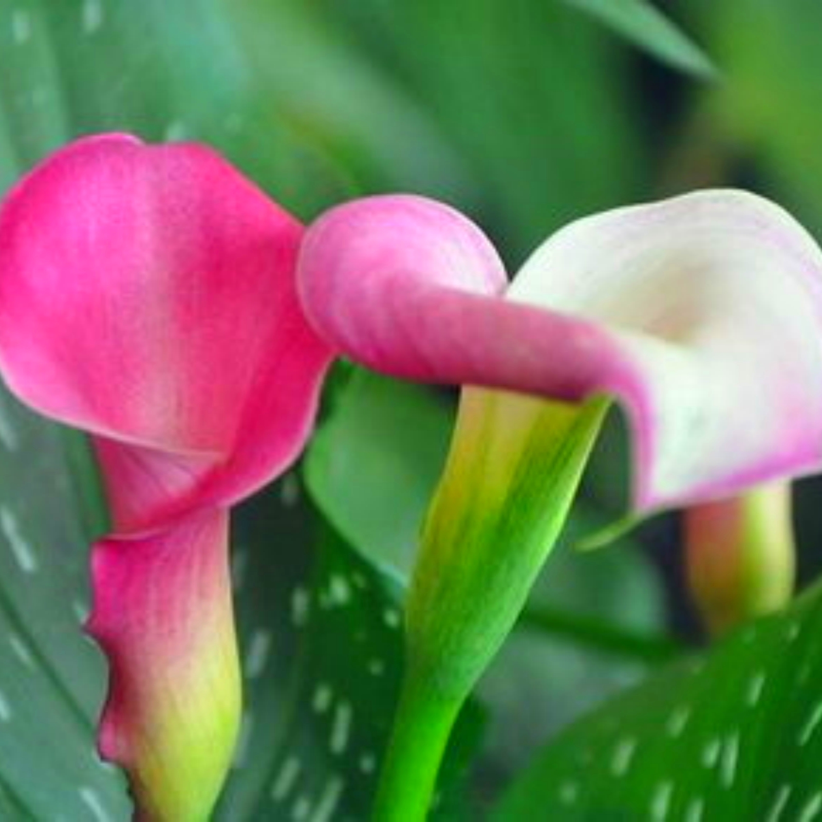 Calla Lily Bulbs,for Fall Planting,Live for Garden&Home Decoration