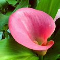 Calla Lily Bulbs,for Fall Planting,Live for Garden&Home Decoration