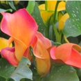 Calla Lily Bulbs,for Fall Planting,Live for Garden&Home Decoration