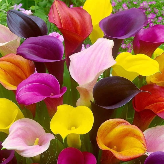 Calla Lily Bulbs for Planting (5 Bulbs) - Mixed Color - Big Healthy ...