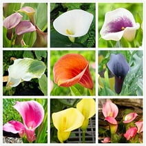 Calla Lily Bulbs for Planting, Mixed Color - Big Healthy Bulbs for Growing (3 Bulbs)