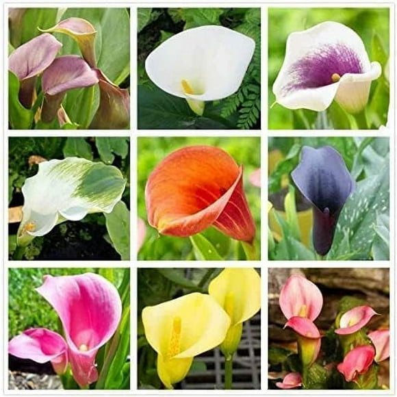 Calla Lily Bulbs for Planting, Mixed Color - Big Healthy Bulbs for Growing (9 Bulbs)