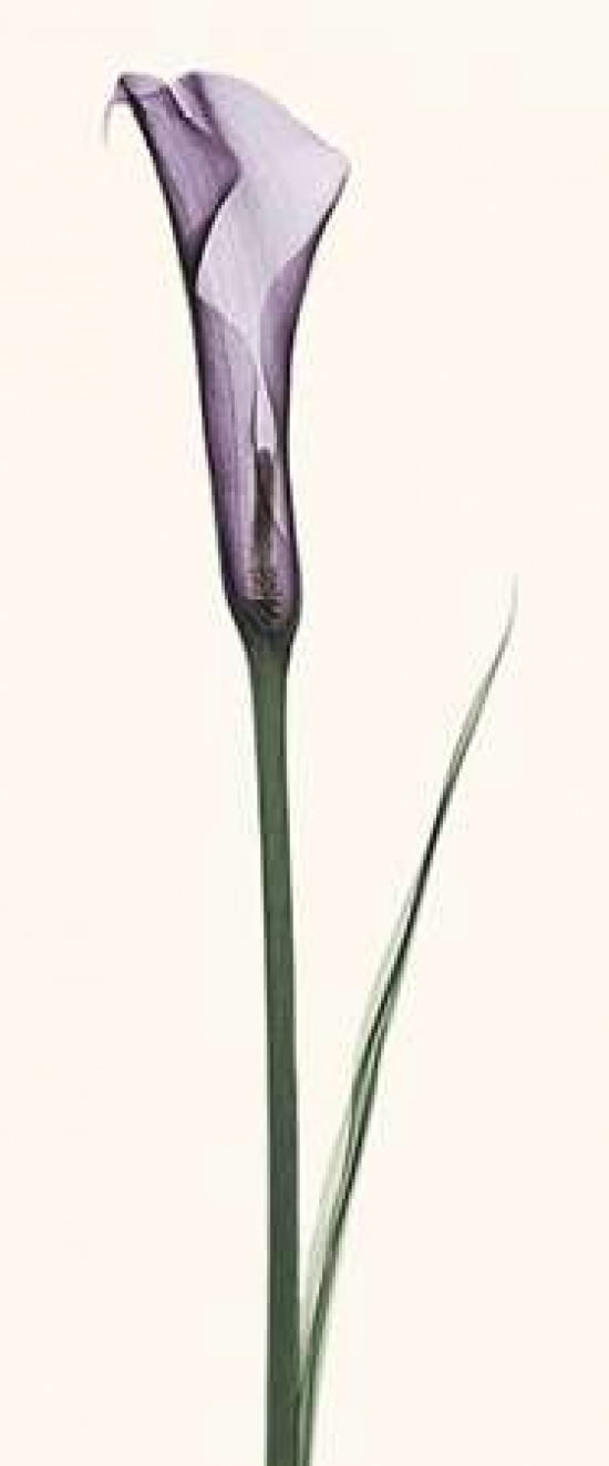Calla Lily Canvas Art - Robert Coop (10 x 20)