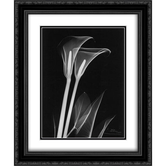 Calla Lily Close Up on Black 2x Matted 20x24 Black Ornate Framed Art Print by Koetsier, Albert