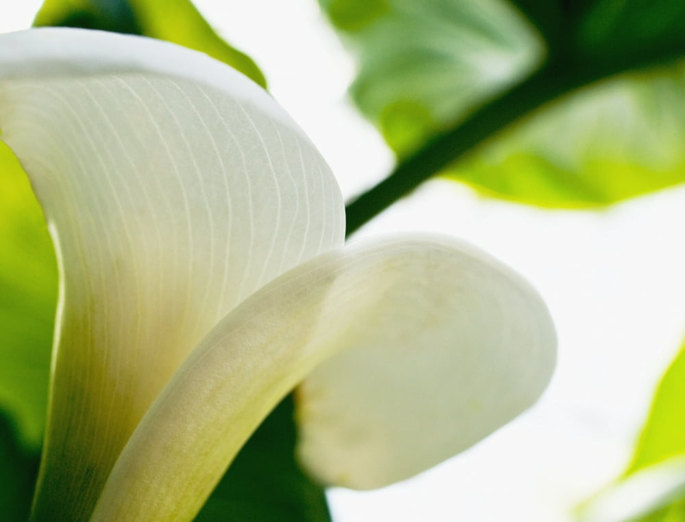 Calla Lily Extreme Close-Up Of Large White Petal View From Below Canvas Art - Ray Laskowitz Design Pics (17 x 13)