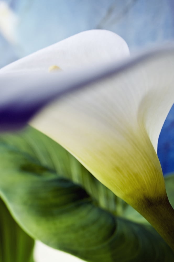 Calla Lily Extreme Close-Up View From Side Canvas Art - Ray Laskowitz Design Pics (12 x 19)
