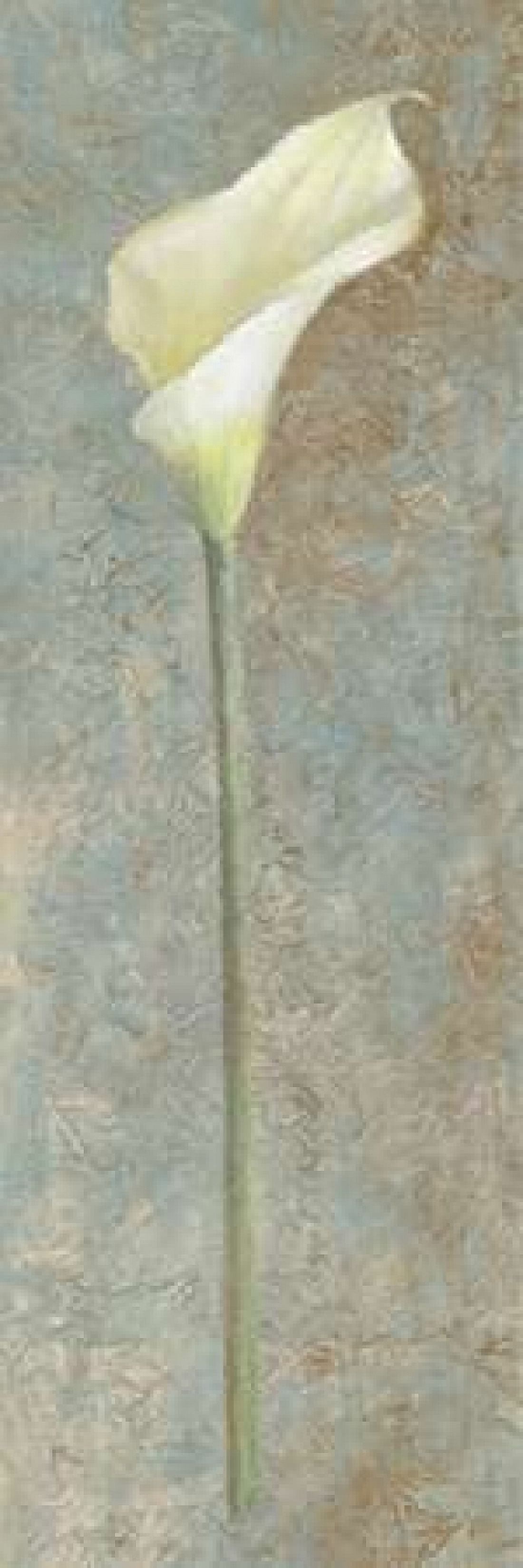 Calla Lily I Canvas Art - Lanie Loreth (12 x 36)