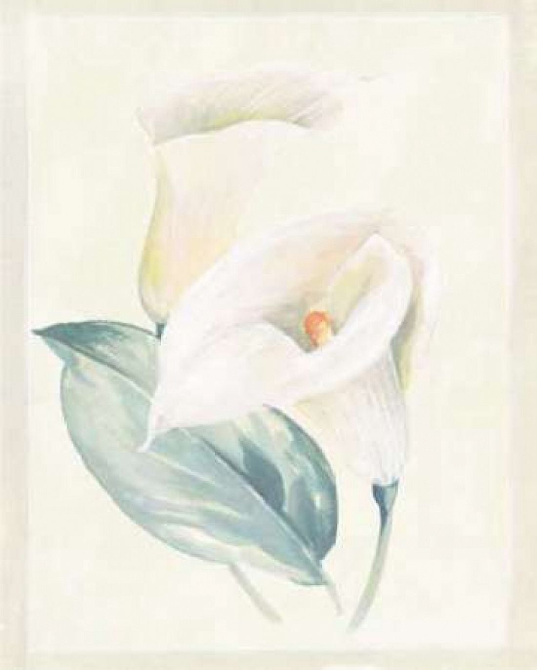 Calla Lily I Canvas Art - Paul Hargittai (18 x 24)
