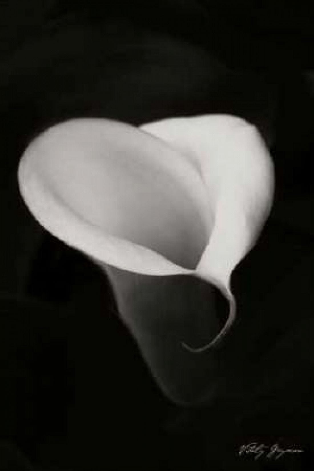 Calla Lily I Canvas Art - Vitaly Geyman (12 x 18)