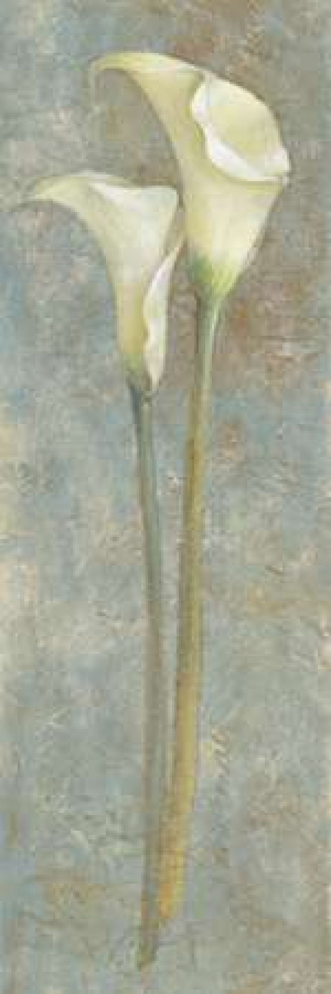 Calla Lily II Canvas Art - Lanie Loreth (8 x 24)