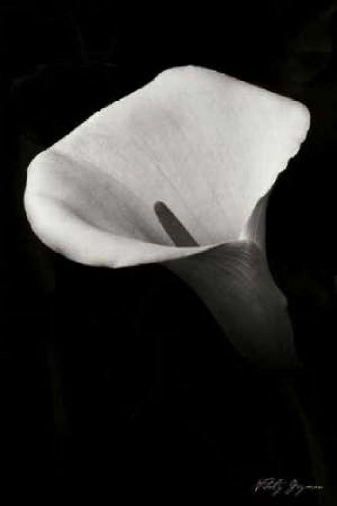 Calla Lily II Canvas Art - Vitaly Geyman (12 x 18)