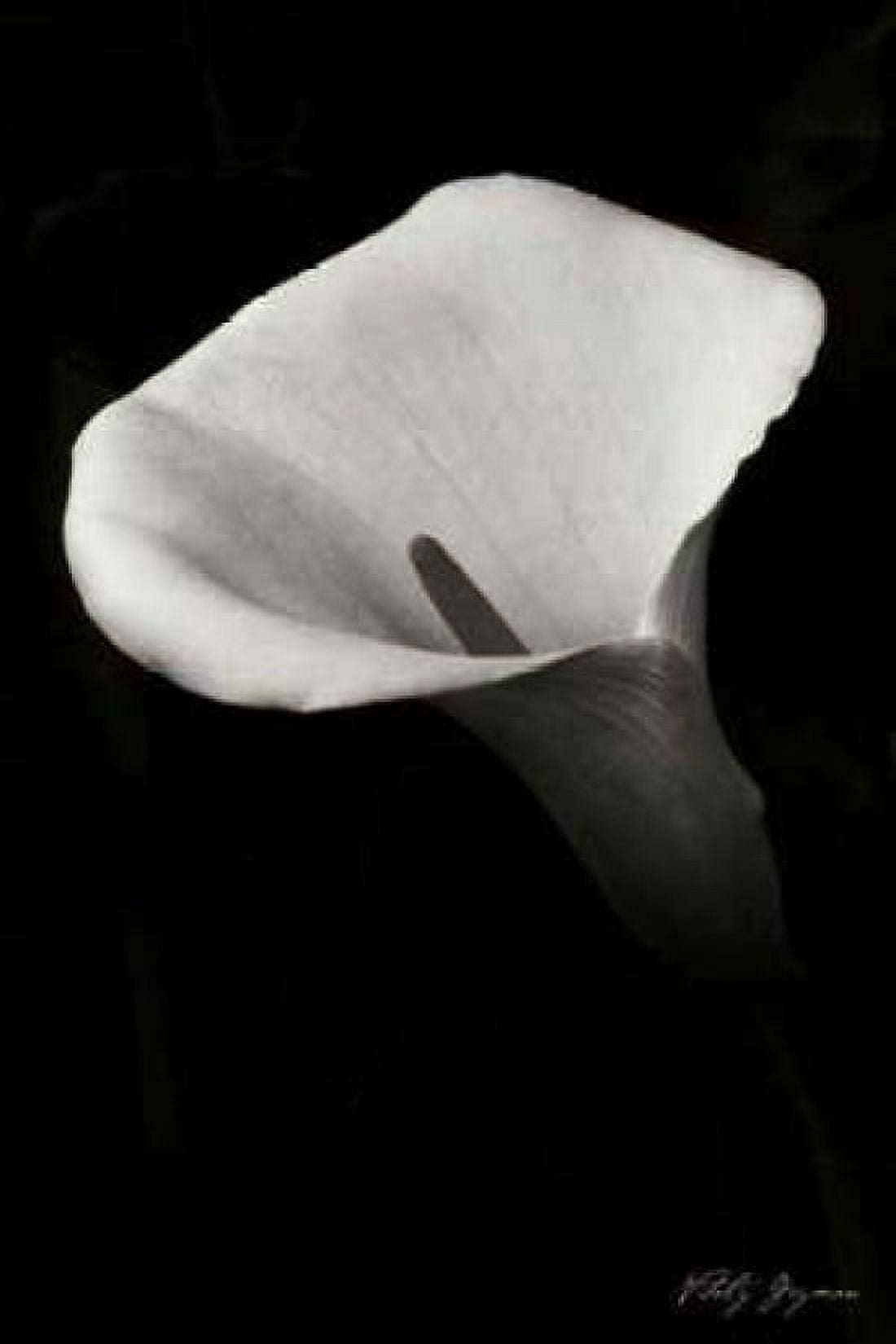 Calla Lily II Canvas Art - Vitaly Geyman (24 x 36)
