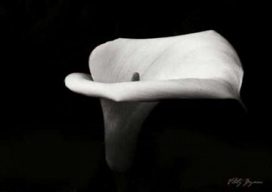 Calla Lily III Canvas Art - Vitaly Geyman (20 x 28)