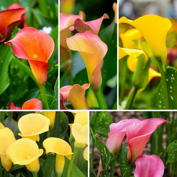 Calla Lily Masterpiece Bulb Collection (5-Pack)