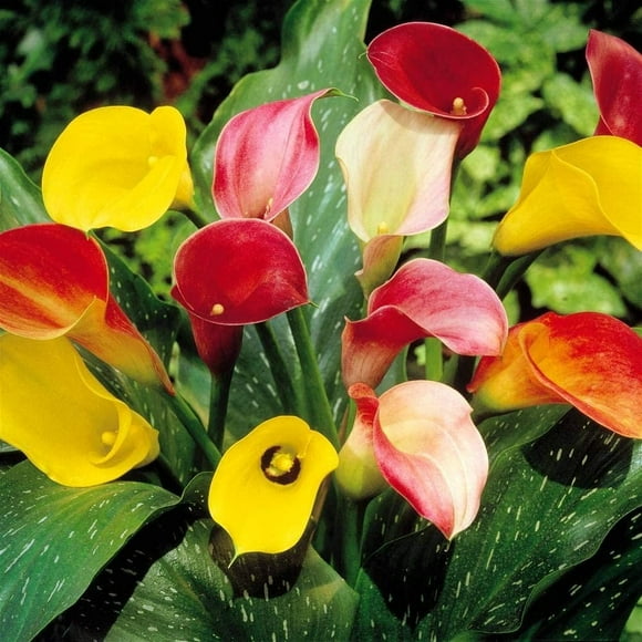 Calla Lily Mixed Colors (3 bulbs) - Flourishing Venture