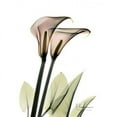 thumbnail image 1 of Calla Lily Pair Poster Print by Albert Koetsier, 1 of 2