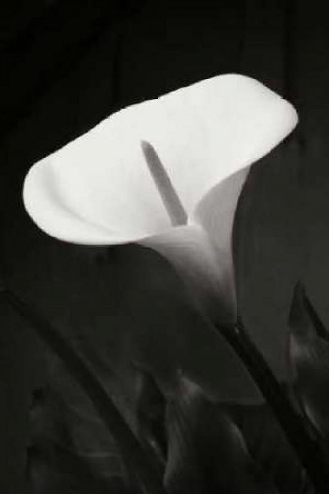 Calla Lily Perfection I Canvas Art - Vitaly Geyman (12 x 18)