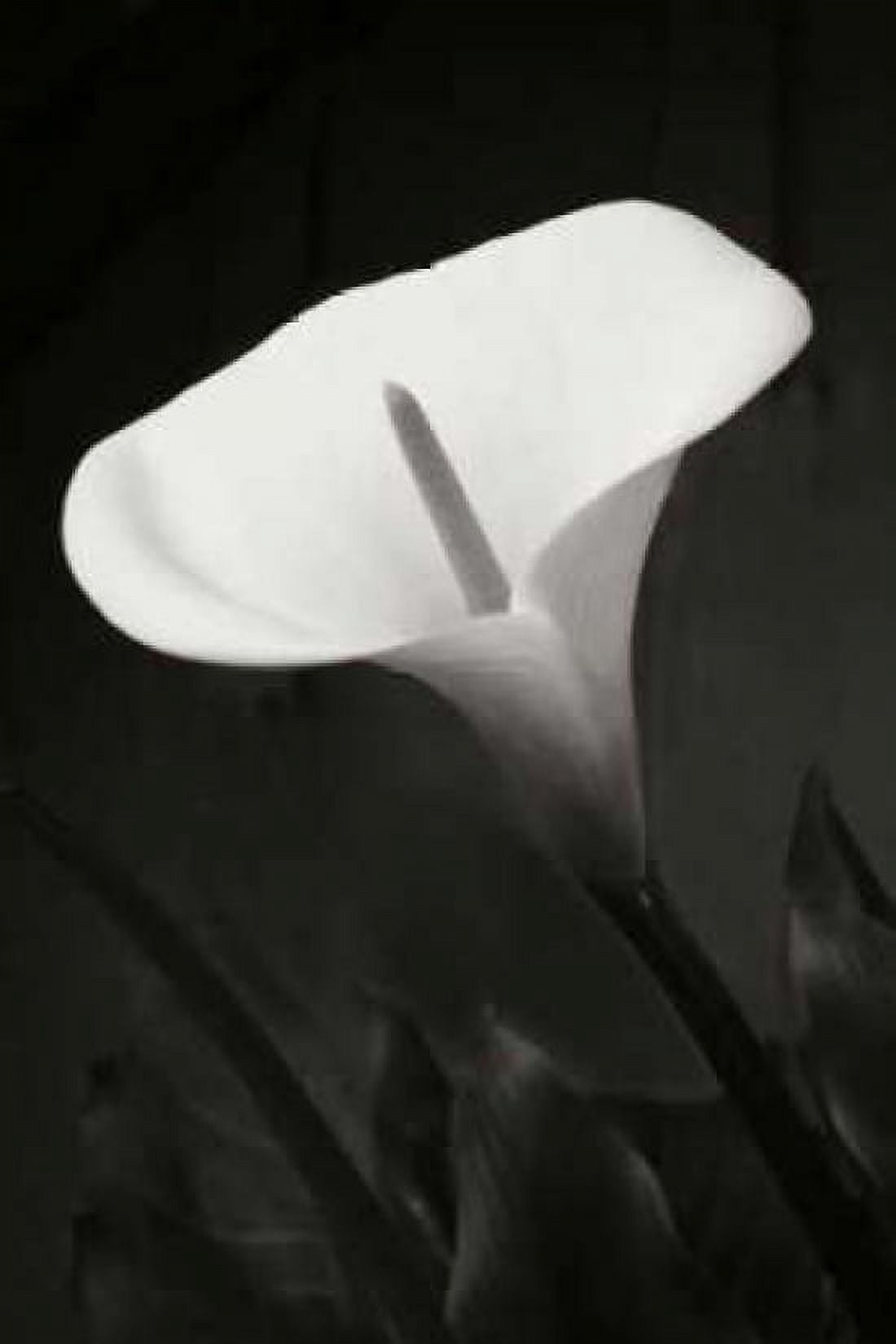 Calla Lily Perfection I Canvas Art - Vitaly Geyman (24 x 36)