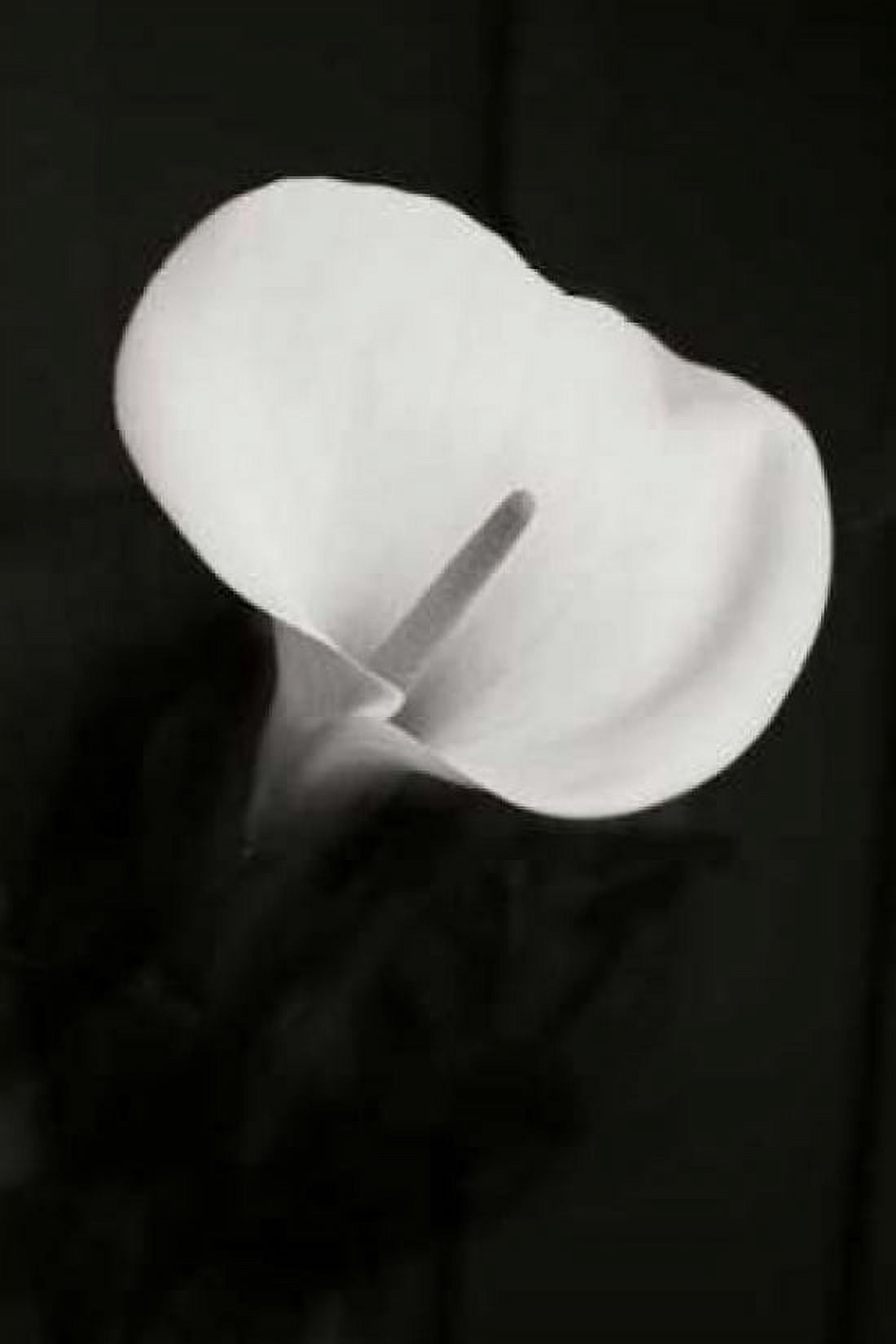 Calla Lily Perfection II Canvas Art - Vitaly Geyman (12 x 18)