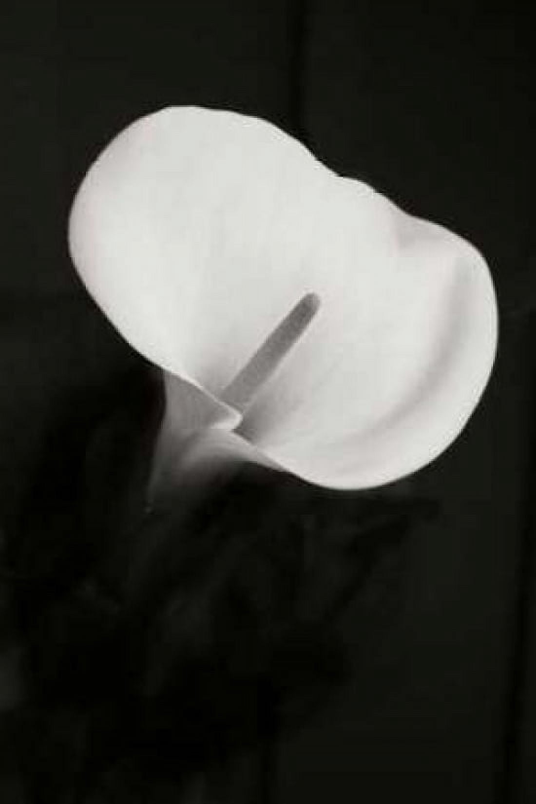 Calla Lily Perfection II Canvas Art - Vitaly Geyman (24 x 36)